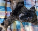 Small #2 Doodle-Goldendoodle Mix