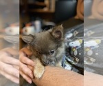 Small Photo #5 Pomeranian Puppy For Sale in FRESNO, CA, USA