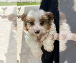 Small Photo #2 Mutt Puppy For Sale in Boca Raton, FL, USA