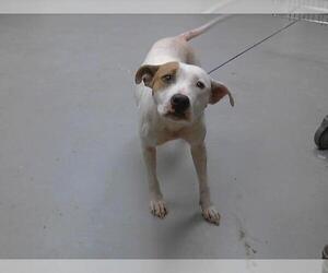 Mutt Dogs for adoption in Fayetteville, NC, USA