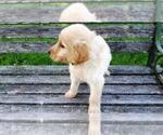 Small Photo #4 Goldendoodle Puppy For Sale in LEON, KS, USA