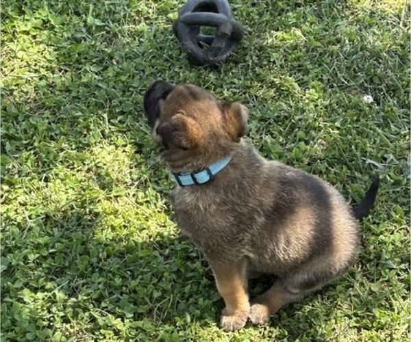 Medium Photo #2 Belgian Malinois Puppy For Sale in LINCOLNTON, NC, USA