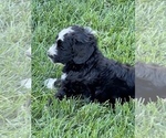 Small Photo #15 Bernedoodle Puppy For Sale in ANDOVER, KS, USA