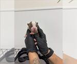 Small American Pit Bull Terrier Mix