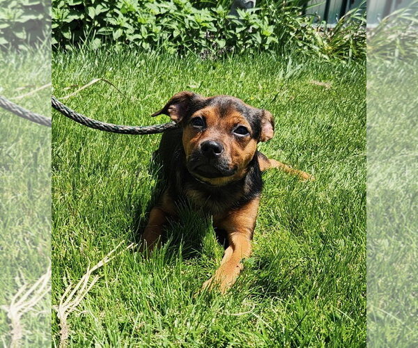 Medium Photo #4 Chihuahua-Unknown Mix Puppy For Sale in Batavia, NY, USA