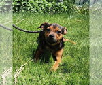 Small #3 Chihuahua Mix