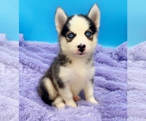 Siberian Husky Puppy for sale in SANDY HOOK, KY, USA