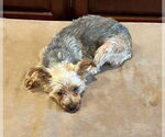 Small #4 Mutt