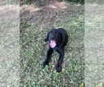Puppy Teal collar Lab-Pointer