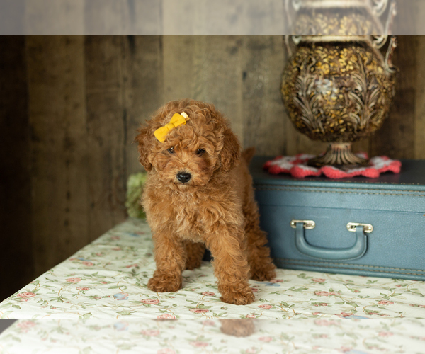 Medium Photo #1 Miniature Labradoodle Puppy For Sale in NAPPANEE, IN, USA