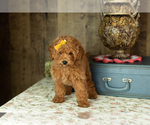 Small Miniature Labradoodle