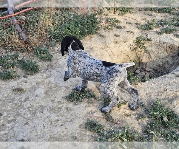 Medium Photo #75 German Shorthaired Pointer Puppy For Sale in EVANSVILLE, WY, USA