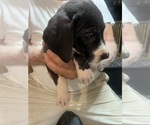 Small #3 Great Dane