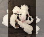 Image preview for Ad Listing. Nickname: Litter of 5