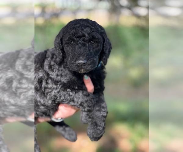 Medium Photo #8 Poodle (Standard) Puppy For Sale in DAYTON, ID, USA