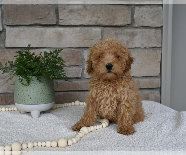 Medium Photo #2 Poodle (Miniature) Puppy For Sale in HOLMESVILLE, OH, USA