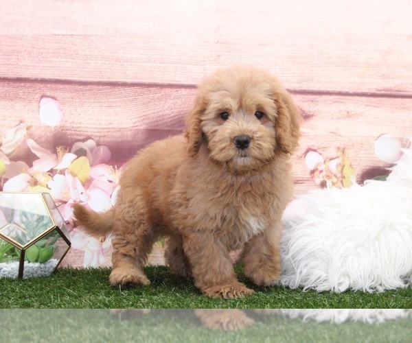 Medium Photo #1 Goldendoodle Puppy For Sale in MARIETTA, GA, USA