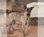 Small #3 German Shepherd Dog-Great Pyrenees Mix