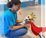 Small #1 Pembroke Welsh Corgi
