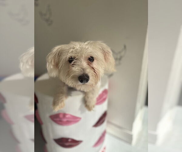 Medium Photo #4 Maltese Puppy For Sale in Studio City, CA, USA