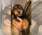Small Photo #3 Airedale Terrier Puppy For Sale in STEEDMAN, MO, USA