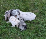 Small #9 Poodle (Toy)