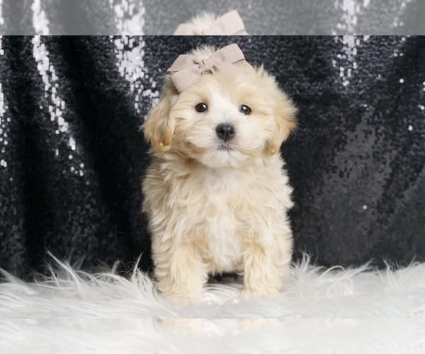 Medium Photo #10 Maltipoo Puppy For Sale in WARSAW, IN, USA