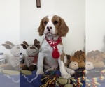 Puppy 1 Australian Shepherd-Cavalier King Charles Spaniel Mix