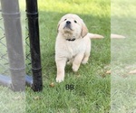 Small Photo #3 Golden Retriever Puppy For Sale in CHIPPEWA FALLS, WI, USA