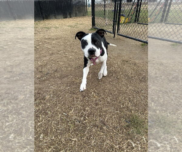 Medium Photo #3 Mutt Puppy For Sale in Evansville, IN, USA