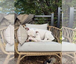 Moo - Female American Pit Bull Terrier Dog for Adoption - Photo #5