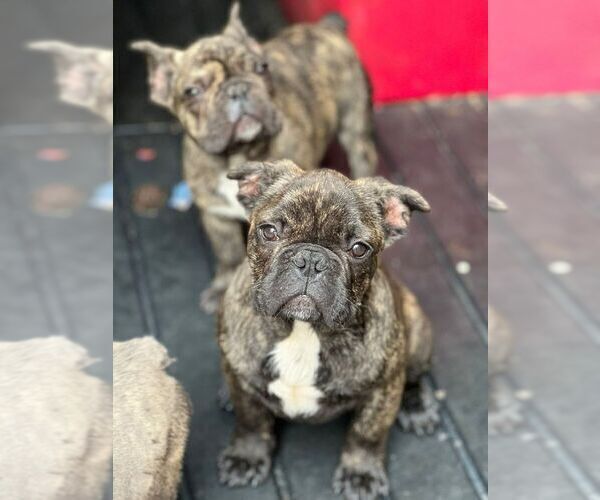 Medium Photo #7 French Bulldog Puppy For Sale in LA MESA, CA, USA