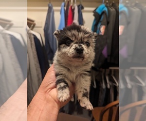 Alaskan Klee Kai-Pomeranian Mix Puppy for sale in KILLEEN, TX, USA