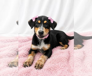 Borador Dogs for adoption in Mt. Laurel, NJ, USA