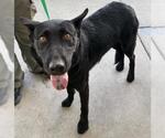 Small German Shepherd Dog