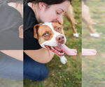 Small #6 American Staffordshire Terrier Mix
