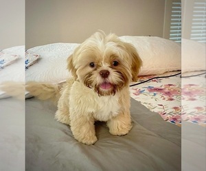 Shih Tzu Puppy for sale in BRUNSWICK, GA, USA