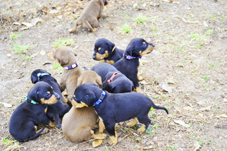 Doberman Pinscher Puppy for sale in EUFAULA, AL, USA