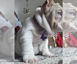 Small #11 English Bulldog