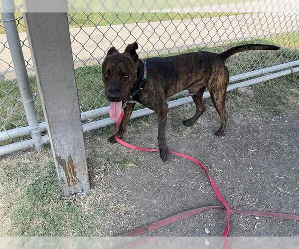 Medium Photo #2 American Pit Bull Terrier-Unknown Mix Puppy For Sale in Corpus Christi, TX, USA
