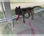 Small #1 American Pit Bull Terrier Mix