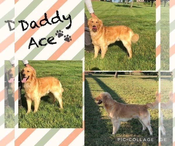Medium Photo #1 Golden Retriever Puppy For Sale in AUSTIN, KY, USA