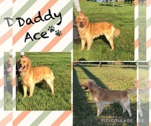 Father of the Golden Retriever puppies born on 07/31/2025