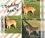 Small Photo #1 Golden Retriever Puppy For Sale in AUSTIN, KY, USA