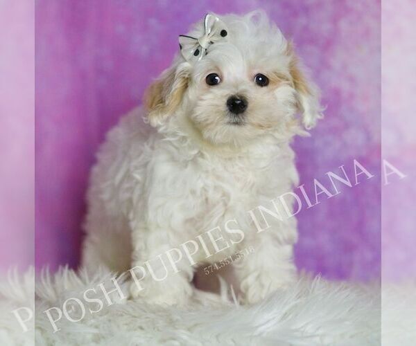 Medium Photo #1 Maltipoo (Miniature) Puppy For Sale in WARSAW, IN, USA