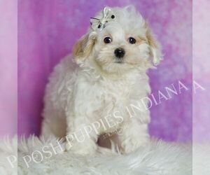 Medium Maltipoo (Miniature)