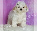 Puppy Finley Maltipoo (Miniature)