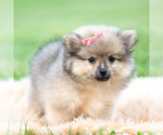 Small Photo #79 Pomeranian Puppy For Sale in WARSAW, IN, USA