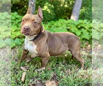 Small Photo #2 Mutt Puppy For Sale in Clarkesville, GA, USA