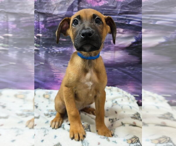 Medium Photo #1 Shepradors Puppy For Sale in Lakewood, CO, USA
